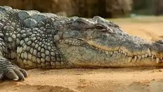 Plover Bird Came to Clean Crocodile’s Teeth [upl. by Wally]