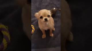 Teacup chihuahua Tessa first time on camera🌟💕🎵 chihuahua puppies available [upl. by Trescott]