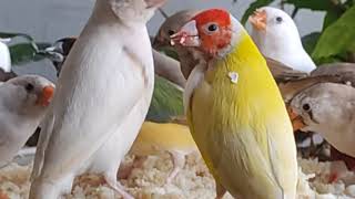 How to Breed Gouldian Finches in an Aviary Breeding Care and Diet for Finches [upl. by Nyltac]