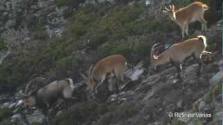 Machos encelados Cabra montesa Capra pyrenaica victoriae Mountain Goat [upl. by Hsara337]