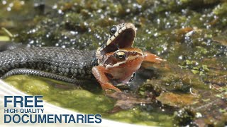 Wild Holland  Fascinating Wildlife in the Dutch Delta [upl. by Yeca349]