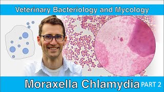 Moraxella and Chlamydia Part 2  Veterinary Bacteriology and Mycology [upl. by Evadne]