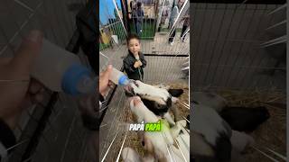 DANI VS LAS CABRAS😂🤷🏻‍♂️😱 [upl. by Ettolrahs]