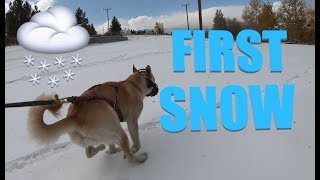 First Snowfall in Leadville Colorado and I snowskated it with a dog pulling [upl. by Web]