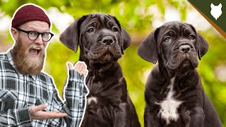 What To Do With A NEW CANE CORSO PUPPY [upl. by Emil350]