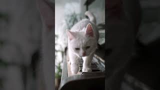 Cat vs Piano Hilarious Walking Concert 🎹😹 catshorts funnycat petshorts funnypets [upl. by Eatnuahs54]