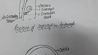 palaemon Reproductive System by Arjumand Qureshi [upl. by Gessner161]