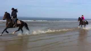 Pferd reiten strand zeeland  strandausritt [upl. by Nile]