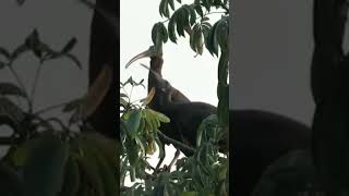 Rednaped Ibis with its juvenile ❤️pls subscribe🙏 [upl. by Sidky]