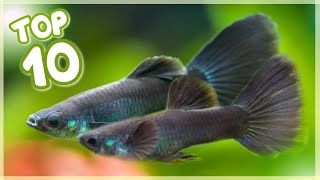 Top 10 Most Famous Guppy Fish in the World [upl. by Malo]