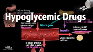 Pharmacology Oral Hypoglycemic Drugs Animation [upl. by Otrebtuc]