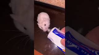 Nutri plus gel for hamster [upl. by Der]