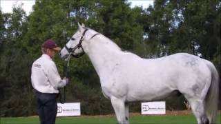 Bombora Downs Stallion Parade 2016  Jungle Ruler [upl. by Duester]