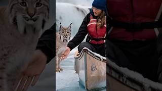 A mother Canadian lynx seeks help from a female sailor to rescue her kittens trapped in a net [upl. by Airotnahs]