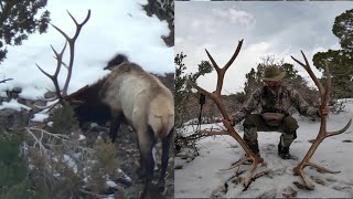 Picked up Sheds from a Bull I Videoed Public Land March [upl. by Usanis]