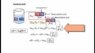 33 HendersonHasselbach Equation [upl. by Kcirdla]