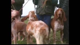 The Gun dog  Pet Dog Documentary [upl. by Elleret484]