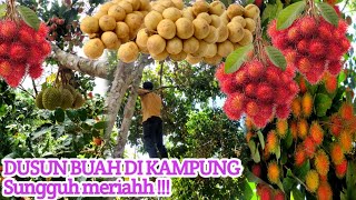 Gadis Sabah  Tebang Dan Petik Semua Buah Yang Ada Di Kampung Saya Bersama Adik2 [upl. by Audly]