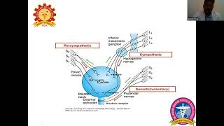 Micturition Reflex amp Abnormalities of Bladder Dr Ganesan R [upl. by Josephina914]