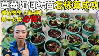 草莓如何缓苗？什么样算是缓苗成功？掌握这点轻松判断！（第4期）【手艺人飞羽】 [upl. by Harriet38]