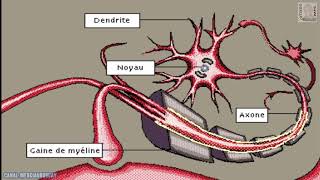 PROPAGATION DUNE IMPULSION NERVEUSE COMMENT ÇA FONCTIONNE  EN FRANÇAIS ANIMATIONS POUR APPRENDRE [upl. by Ahsieker]