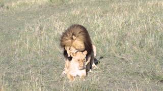 Notch 2 Mating with a lioness Maasai Mara [upl. by Andryc]