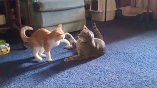 Kitten Starts Fight with Cat [upl. by John17]