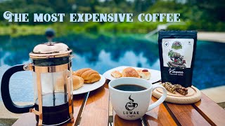 French Press Coffee  Kopi luwak  Civet Cat Coffee The Most expensive coffee World famous coffee [upl. by Delbert38]