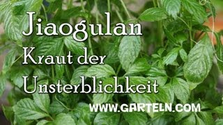 Jiaogulan selbst pflanzen Kraut der Unsterblichkeit [upl. by Aleiram]