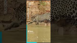 Jaguar Drags Huge Anaconda from River 🐍🐍 World Wild Web wildlife shorts anaconda [upl. by Ave]