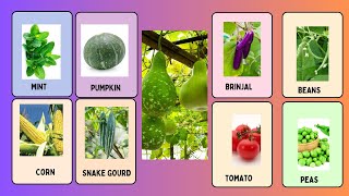 The Fascinating Names of Your Common Vegetables  2024 [upl. by Haissem]