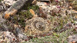 A female Rock Ptarmigan sits on her nest [upl. by Ythomit]