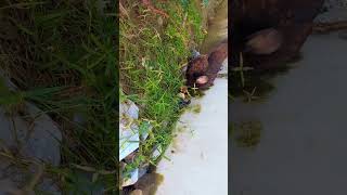 gigglegarden cute babyparrotកូនសេក babyanimals babybirds babychicks viralvideo [upl. by Warford]