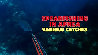 🎣 Spearfishing in Apnea  Various Catches 🌊🐟 spearfishing fishing submarinefishing [upl. by Aehtla]