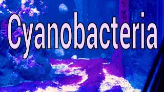 Cyanobacteria What is it How to solve it [upl. by Kragh]