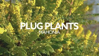 Plug Plants Ep 5 Mahonia Everything You Need to Know MustHave Plant How to Grow [upl. by Capon]