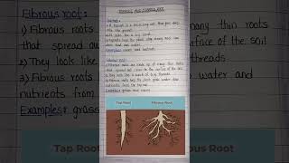 Tap root and fibrous rootTaproot and fibrous root explanation [upl. by Neyud281]