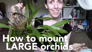 How to mount a large orchid  Encyclia cochleata Prosthechea cochleata [upl. by Neomah]