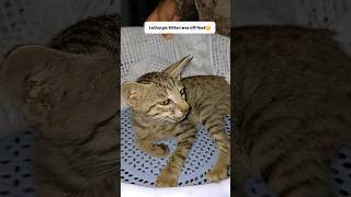 Treatment of Swollen Throat Kittenanimalsrescue kitten pets [upl. by Dash]