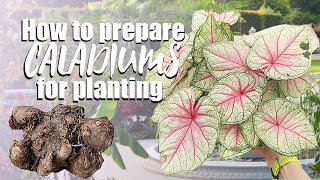 How to grow caladiums from bulbs  De eyeing caladium bulbs  Planting caladium [upl. by Donnelly]