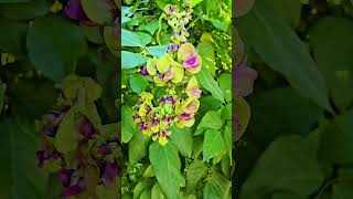 Oxyrhynchus volubilis bean flowers Playa del Carmen Mexico tropical Caribbean jungle wild plant life [upl. by Arahahs]