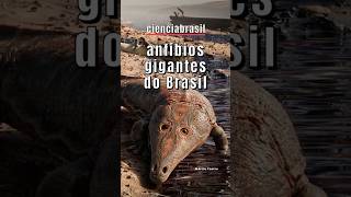 OS ANFÍBIOS GIGANTES DO BRASIL [upl. by Nahta]