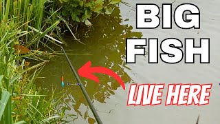 MARGIN MADNESS CARP FISHING on the POLE  FISHING HOLIDAY GIVEAWAY [upl. by Enidanreb117]