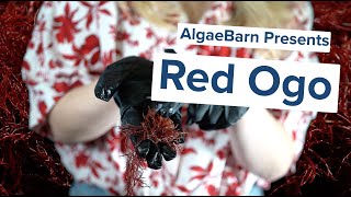 AlgaeBarn Presents Red Ogo [upl. by Calendra761]