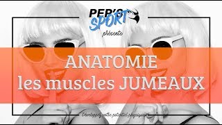 ANATOMIE  les muscles jumeaux [upl. by Doralia668]