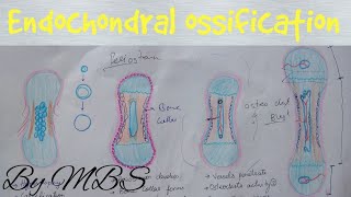 Endochondral ossification  easy explaination [upl. by Nnek]