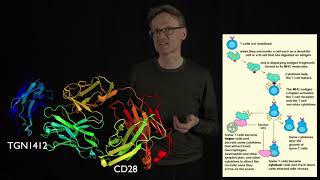 Lecture 13 concept 08 A disaster in phase I trials for a new biological  TGN1412 [upl. by Ayouqat931]