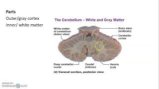 Cerebellum Neuroanatomy Anatomy Book Club [upl. by Onitnas435]