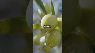 Olive Oil Ancient Greek Secret food olive funfoodfacts [upl. by Assirek94]