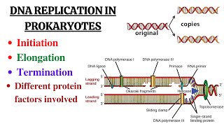 DNA replication in Prokaryotes Initiation Elongation Termination and summary [upl. by Genesa]